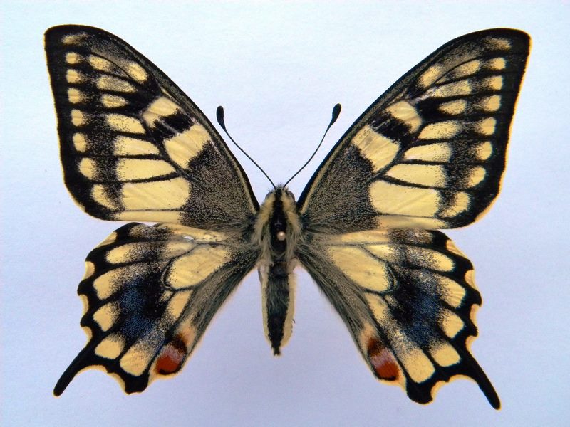Papilio machaon (cold shock abb E) (Internet Image property of respective owner, non-commercial use only)